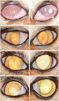 Case Report: Clinical Remission in a Cat With Severe Bilateral Eosinophilic Keratitis Receiving Combined Immunosuppressive Therapy (Triamcinolone Acetonide and Tacrolimus)